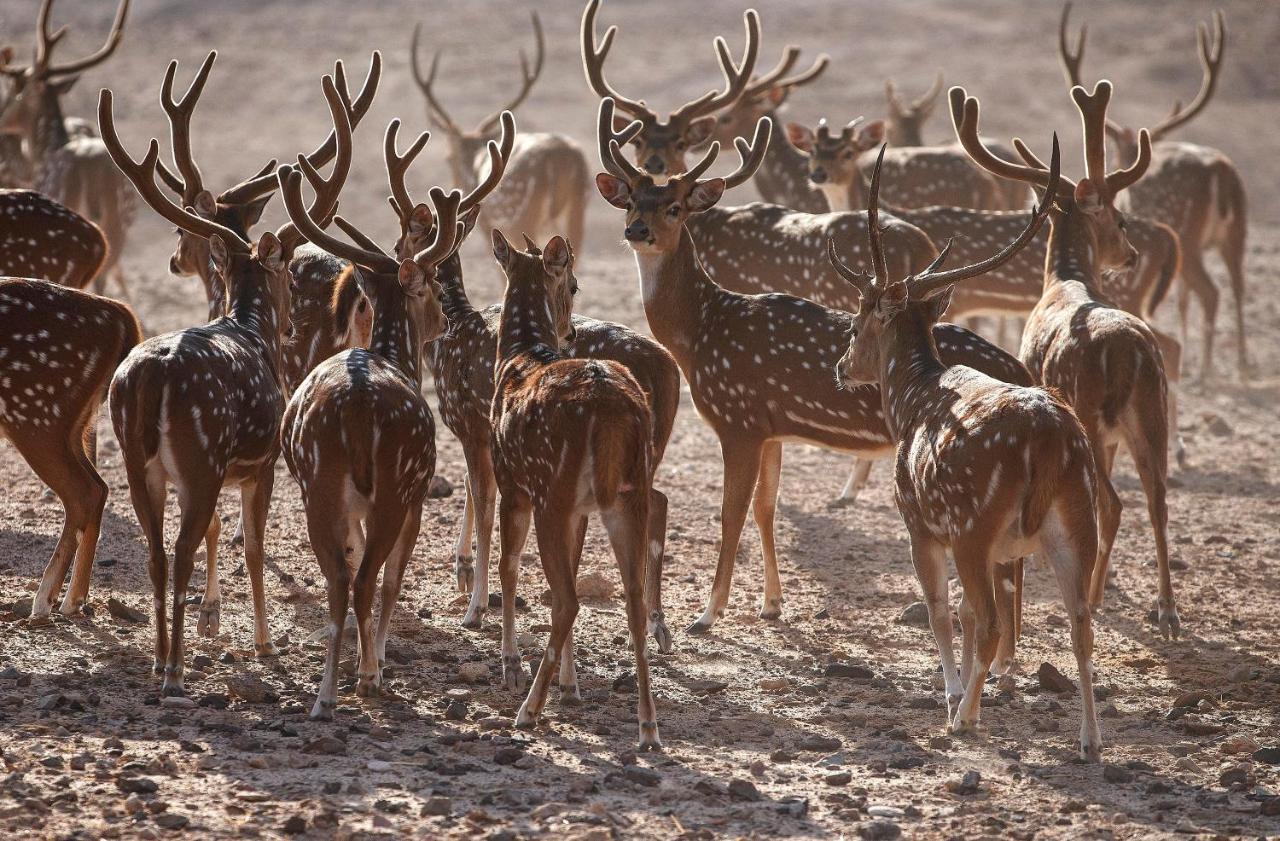 Anantara Sir Bani Yas Island Al Sahel Villas Zahr Bagian luar foto