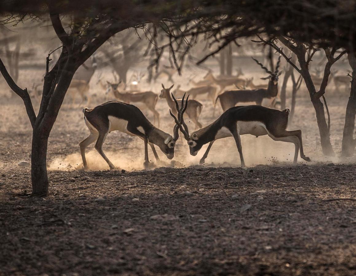 Anantara Sir Bani Yas Island Al Sahel Villas Zahr Bagian luar foto