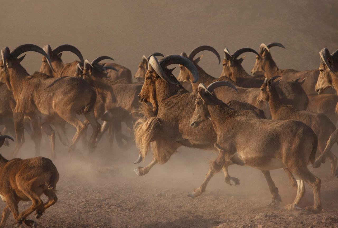 Anantara Sir Bani Yas Island Al Sahel Villas Zahr Bagian luar foto